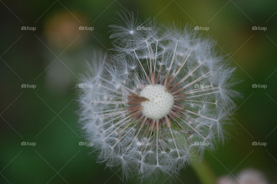 Dandelion close-up, macro shot