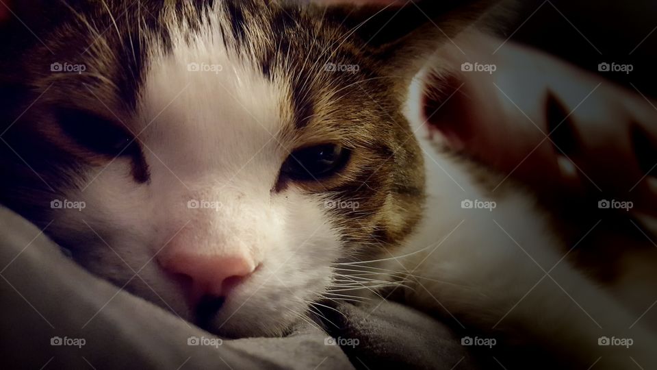 Cat can't help falling asleep despite u an talking to him.