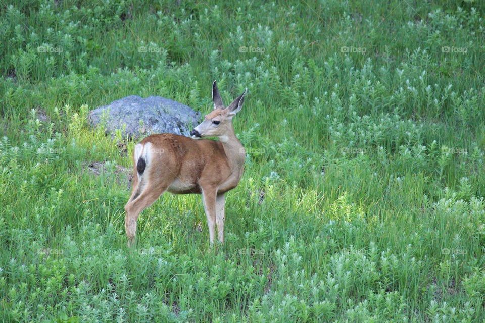 Deer near Tipsoo Lake in Mount Rainier National Park