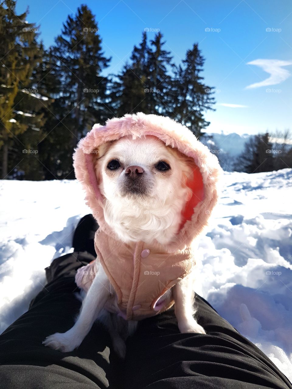 dressed cute chihuahua in the snow