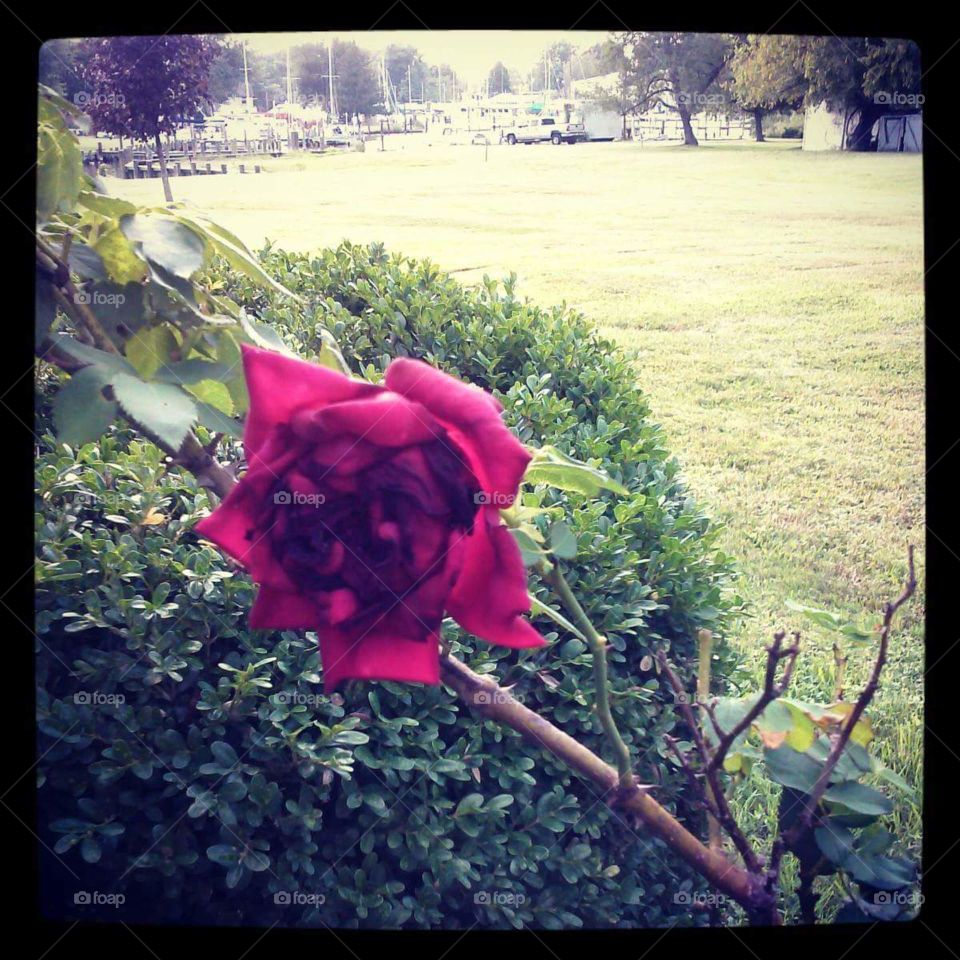 A rose among the weeds.