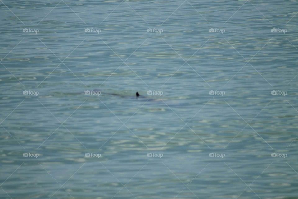 Water, Reflection, No Person, Bird, Lake