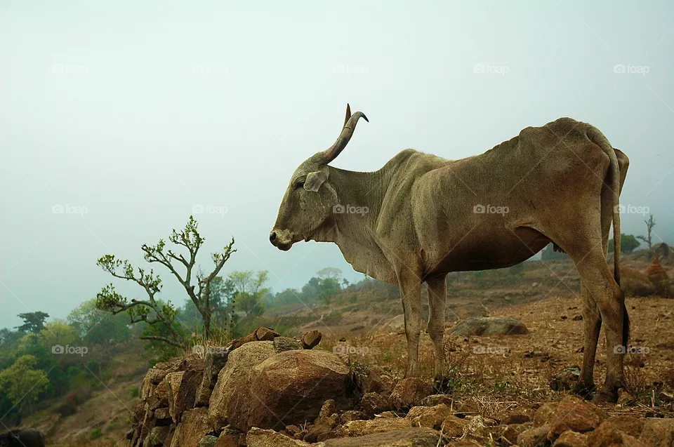 bull