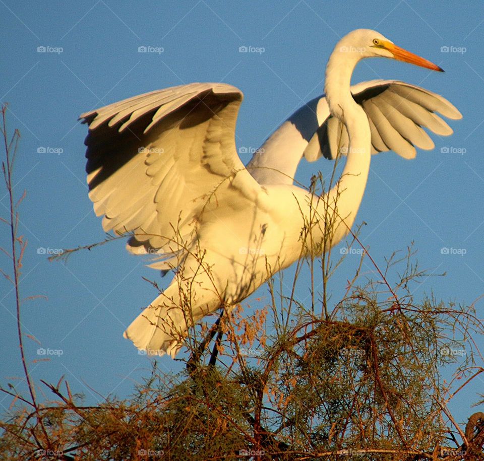 Great Egret Landing in Tree