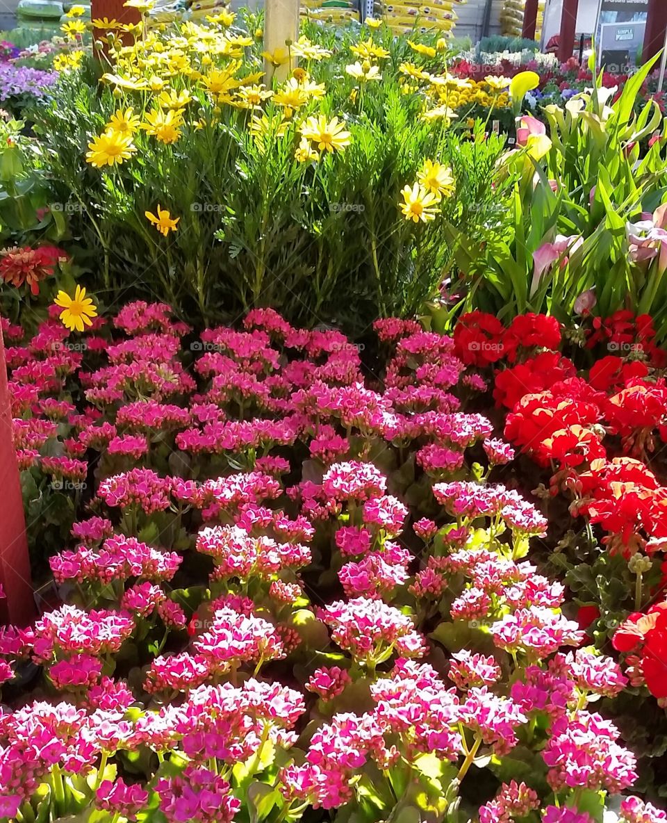 flower nursery
