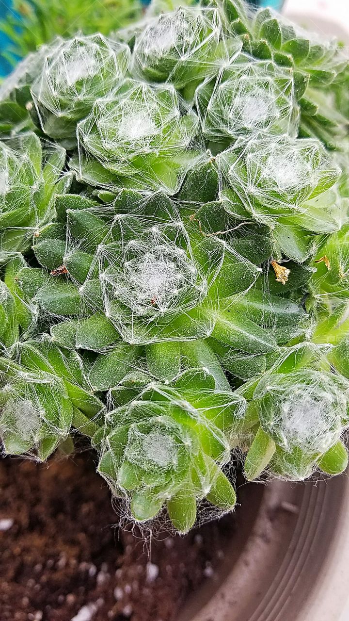 cotton candy succulent