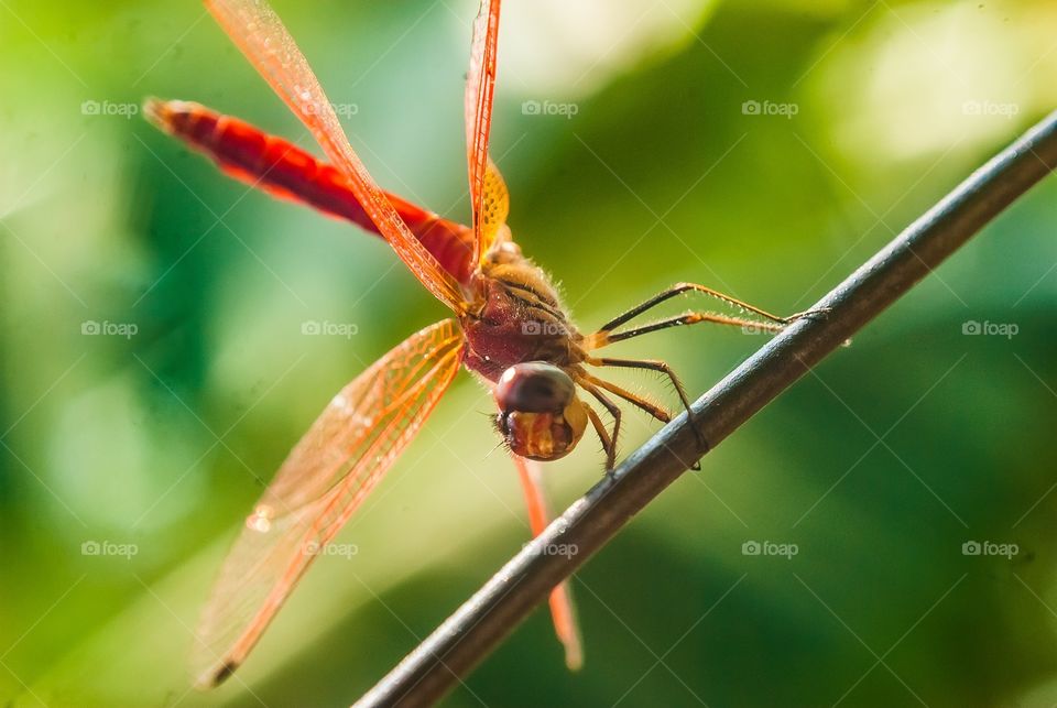 dragon fly 