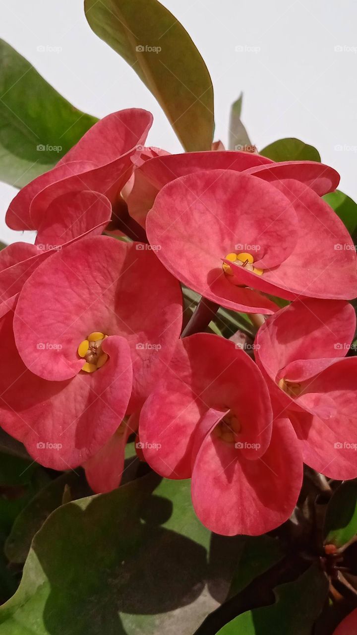 Euphorbia geroldii commonly called Gerald's purge or thornless crown of thorns, it is a species of plant in the family Euphorbiaceae, it is endemic to Medagascar. it's natural habitat is subtropical dry forests. shoot at wed, 2 mar, 2022, 12:30 pm.