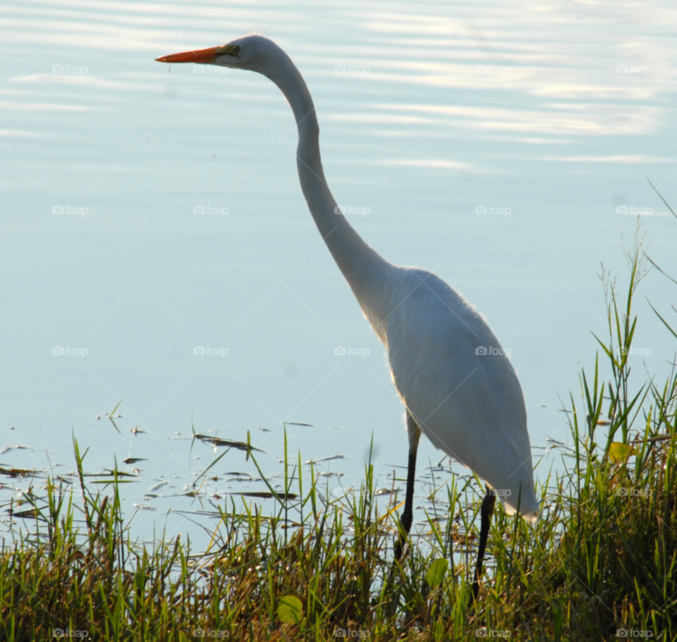 white lake bird tall by lightanddrawing