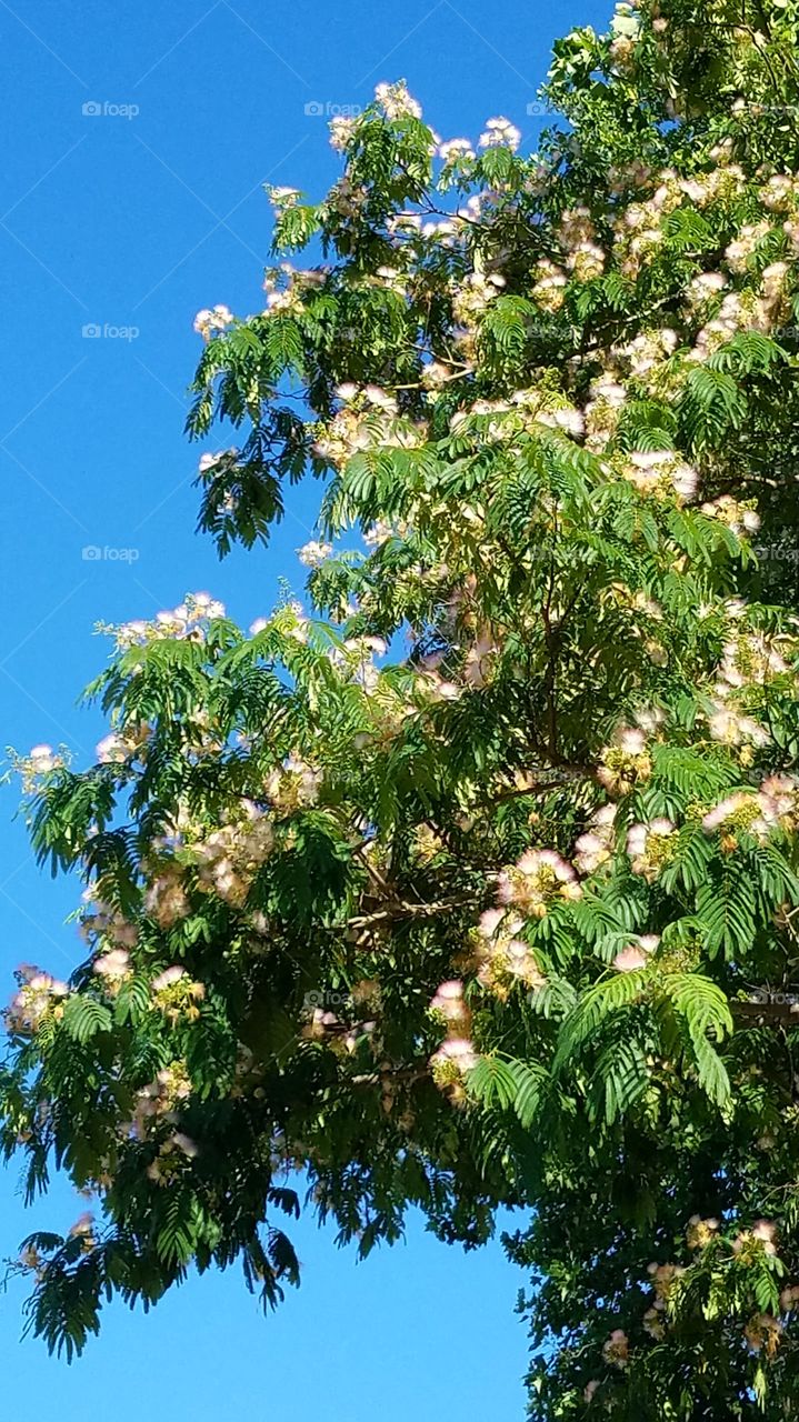 really tall mimosa tree