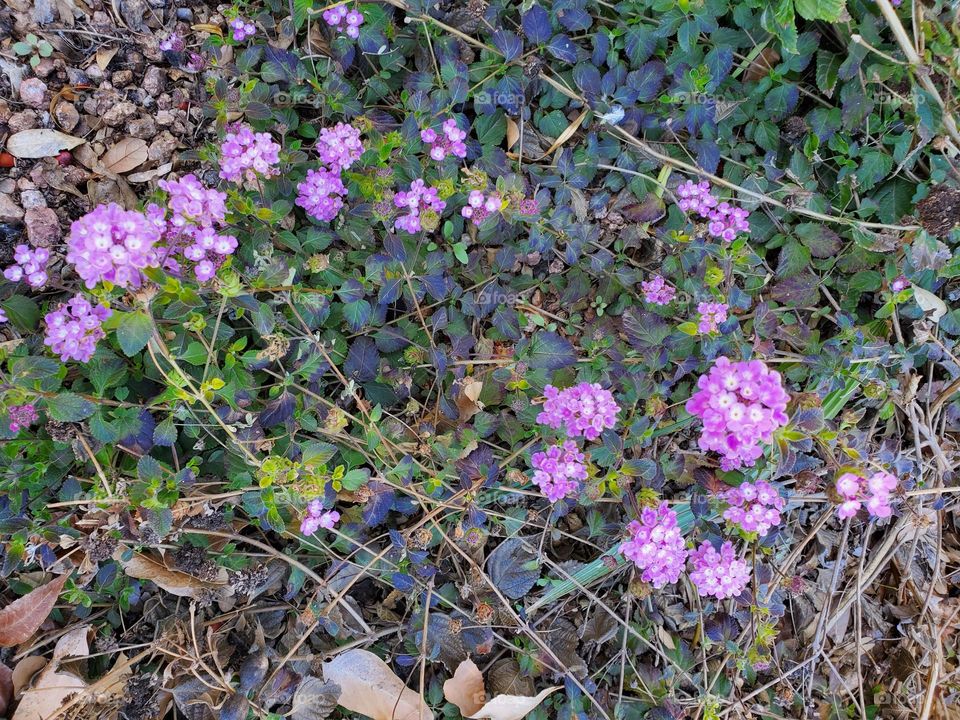 Desert Flowers in Bloom