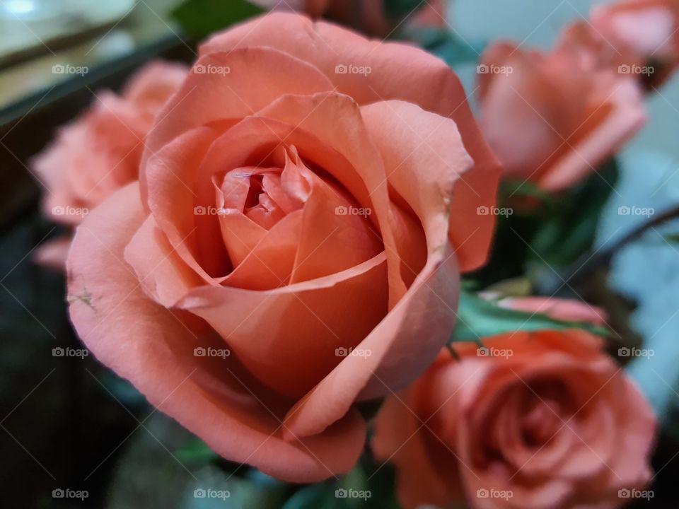 Rose in orangie pink