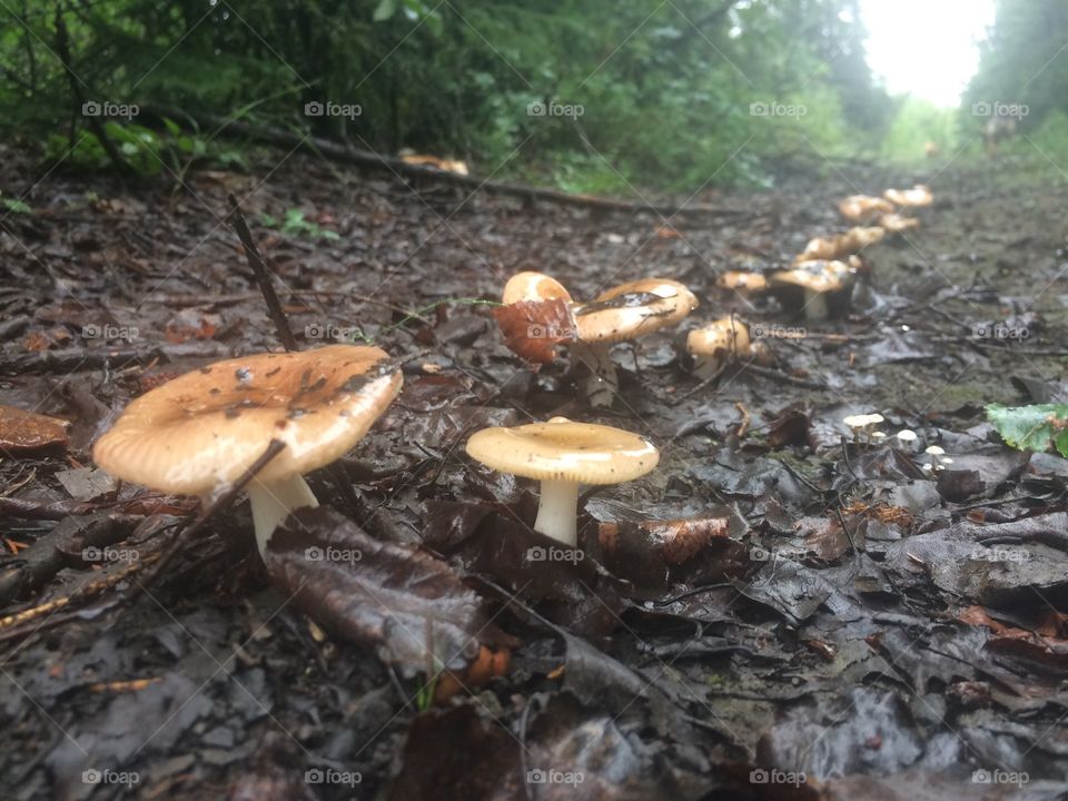 Mushrooms on the forest path