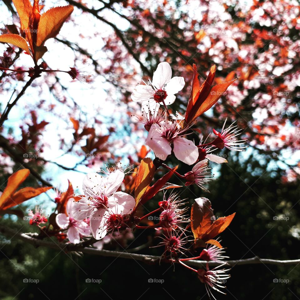 beautiful bloom blossom color colorful flower flowers ilovespring  pretty season seasons spring springtime sun sunny tree trees warm