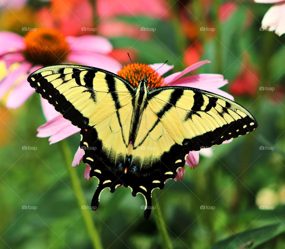 Elegant Tiger Swallowtail butterfly feeding on a coneflower in a native plant garden. 