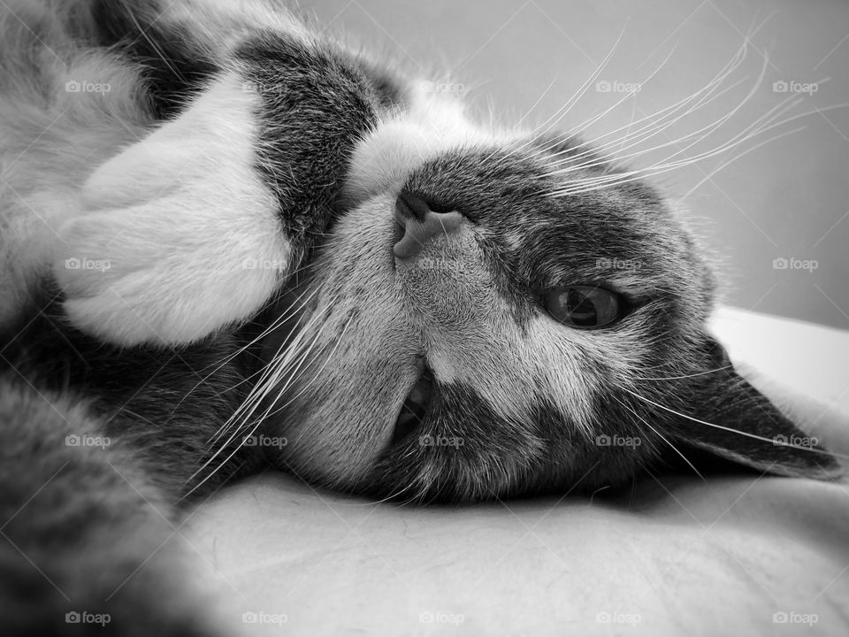 Black and white photo of cute cat laying on bed starring at the camera. Long whiskers and white paws. 