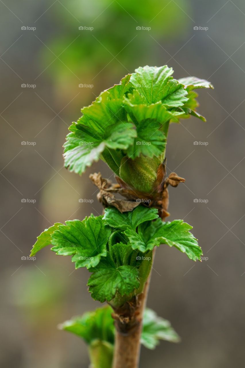 Currant leaves