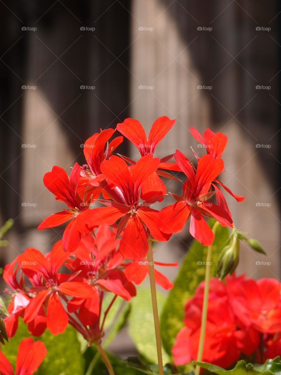Brilliant red flowers on a decorative fence with an old European stone building in the background on a sunny summer day. 