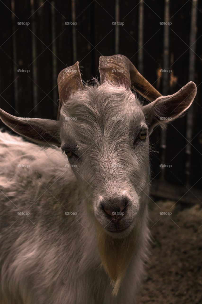 Majestic goat