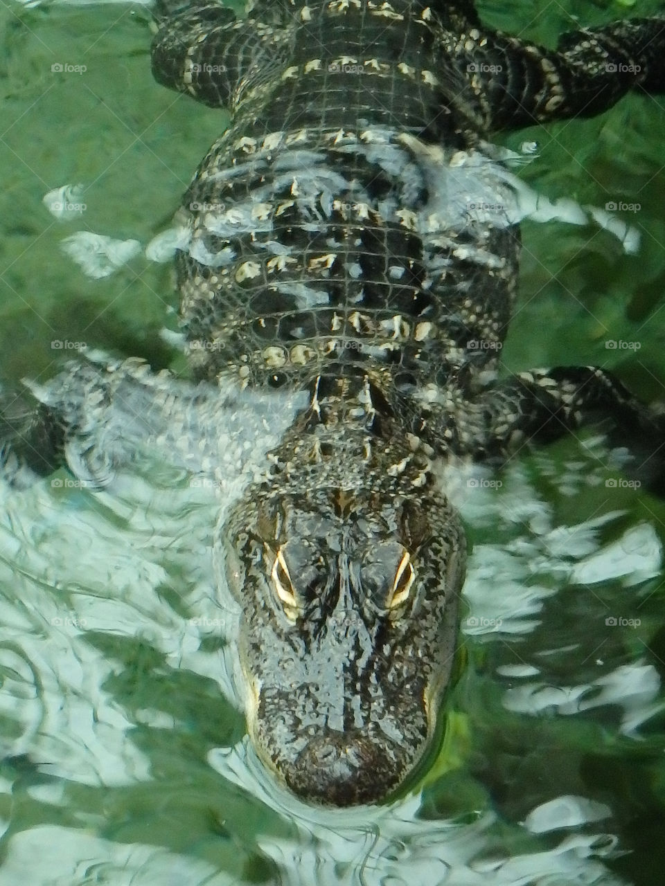 Gaylord Palms Alligator