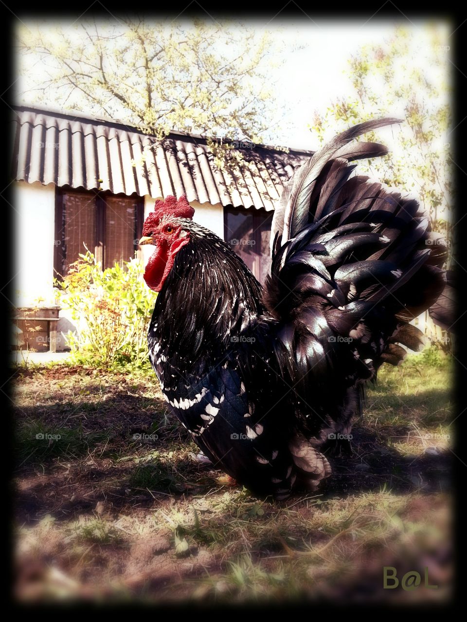 Harley D.. my own hatched chabo rooster 