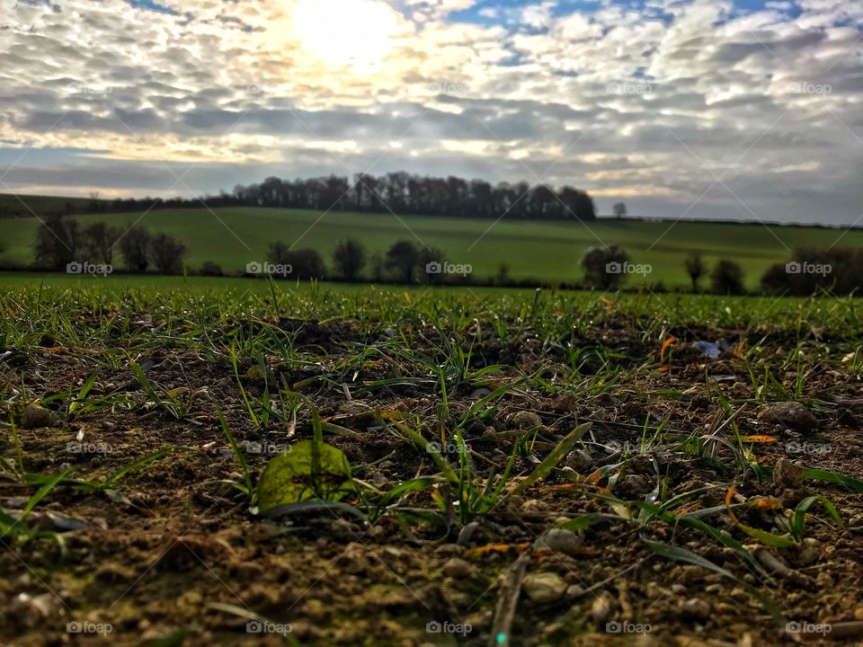 A layered photo of fields, trees and a sunny but cloudy sky. 