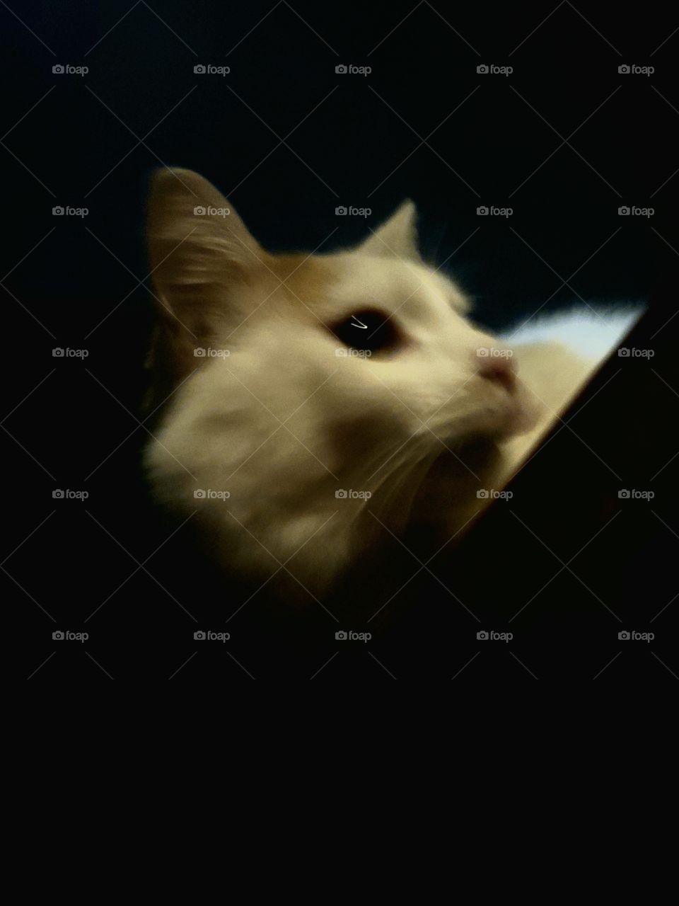 Gabriel Night Capture