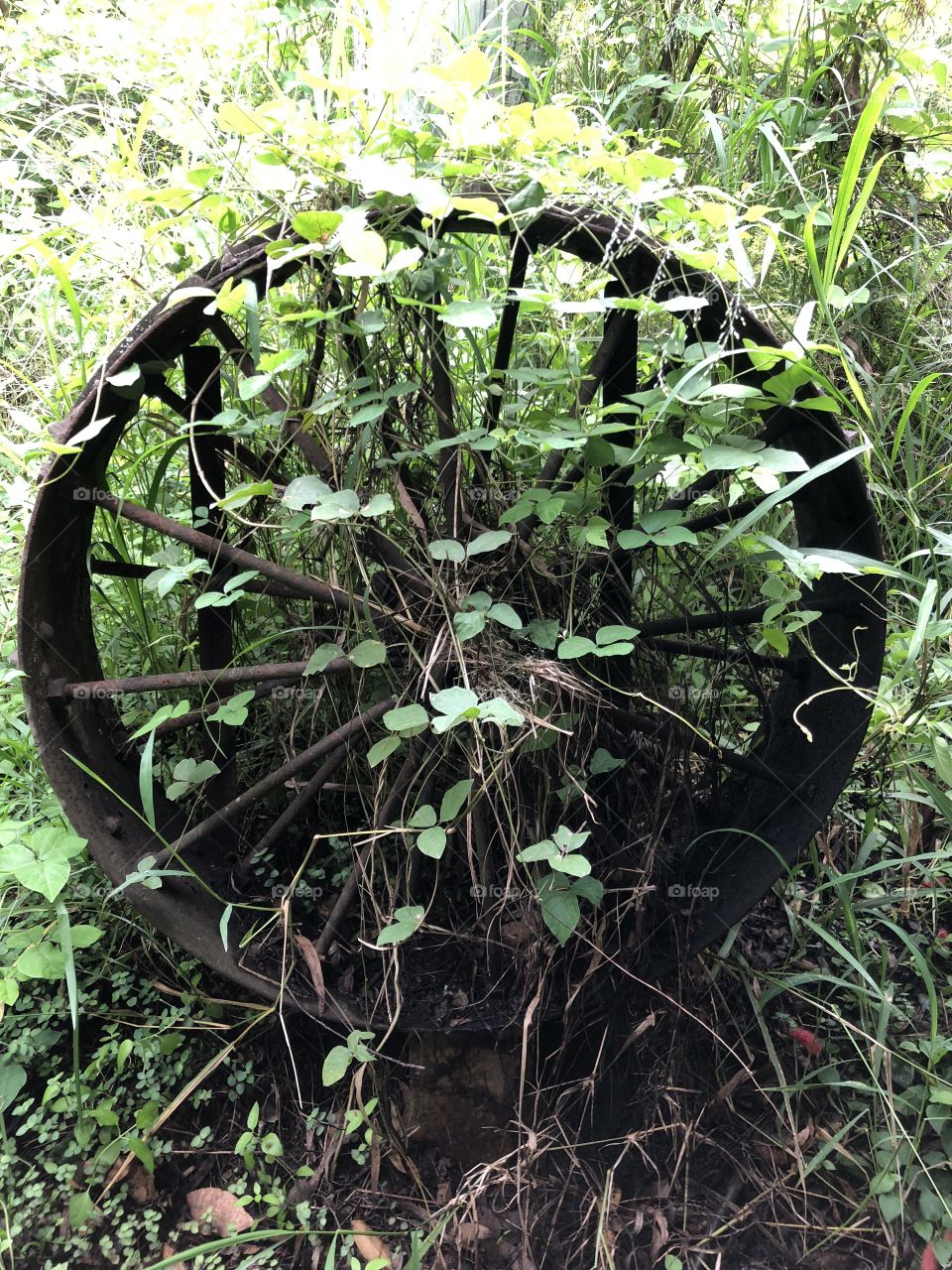 Old Wheel