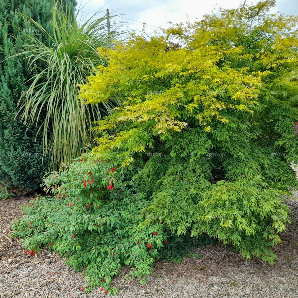 Acer and fuchsia mix, Green on Green