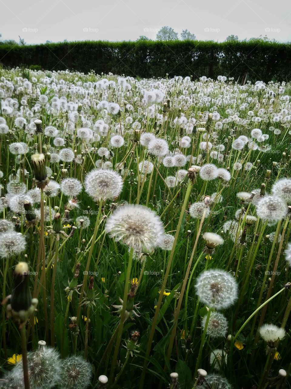 Bloomed dandelion. Dandelions in the garden.