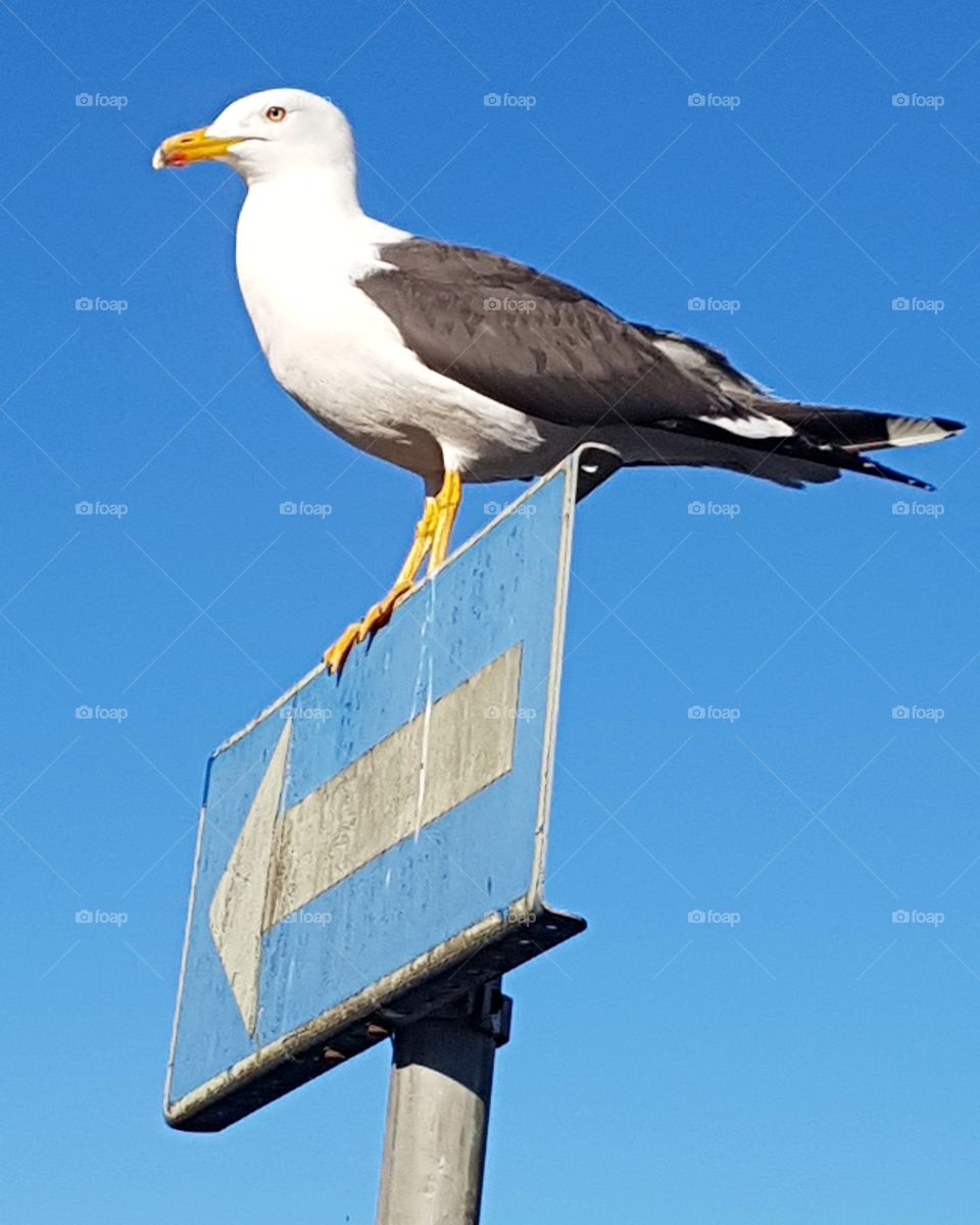 Seagull