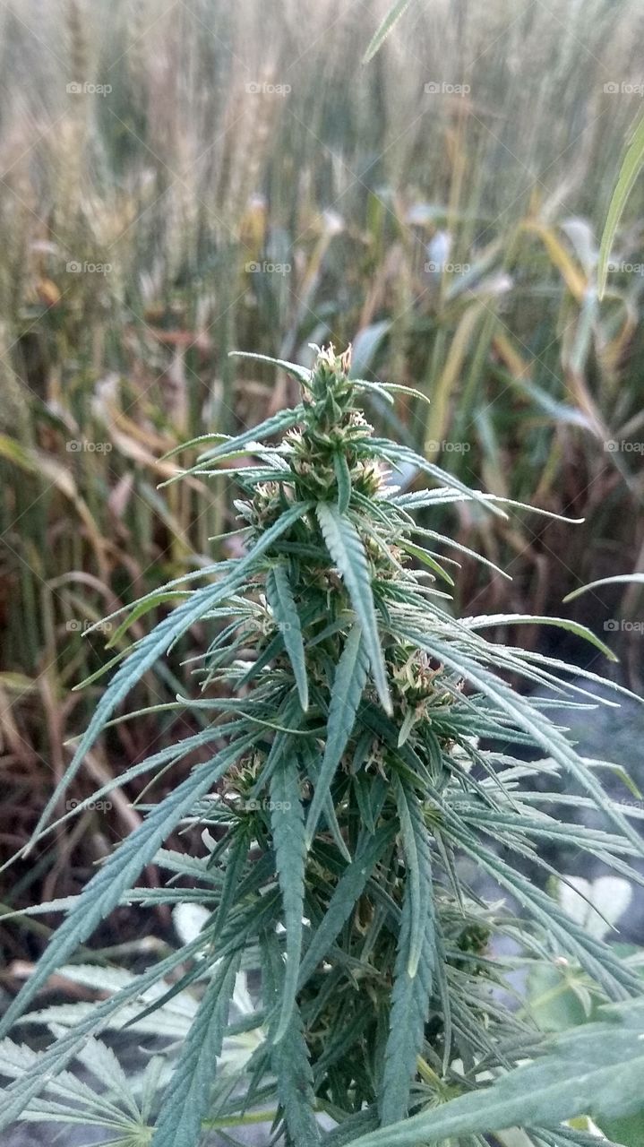 nice click on tree..