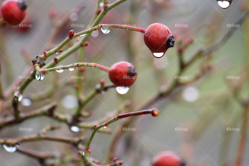Rose hips