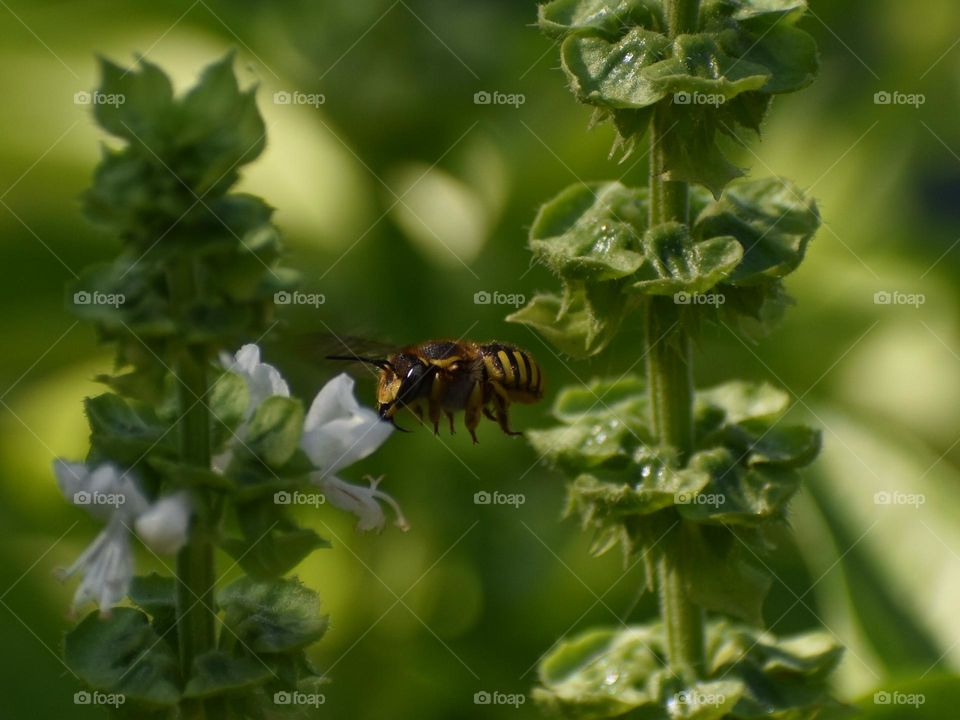 bee flying in nature