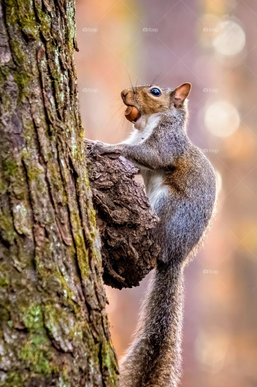 Eastern Gray squirrel on a tree gall with an acorn in its mouth.