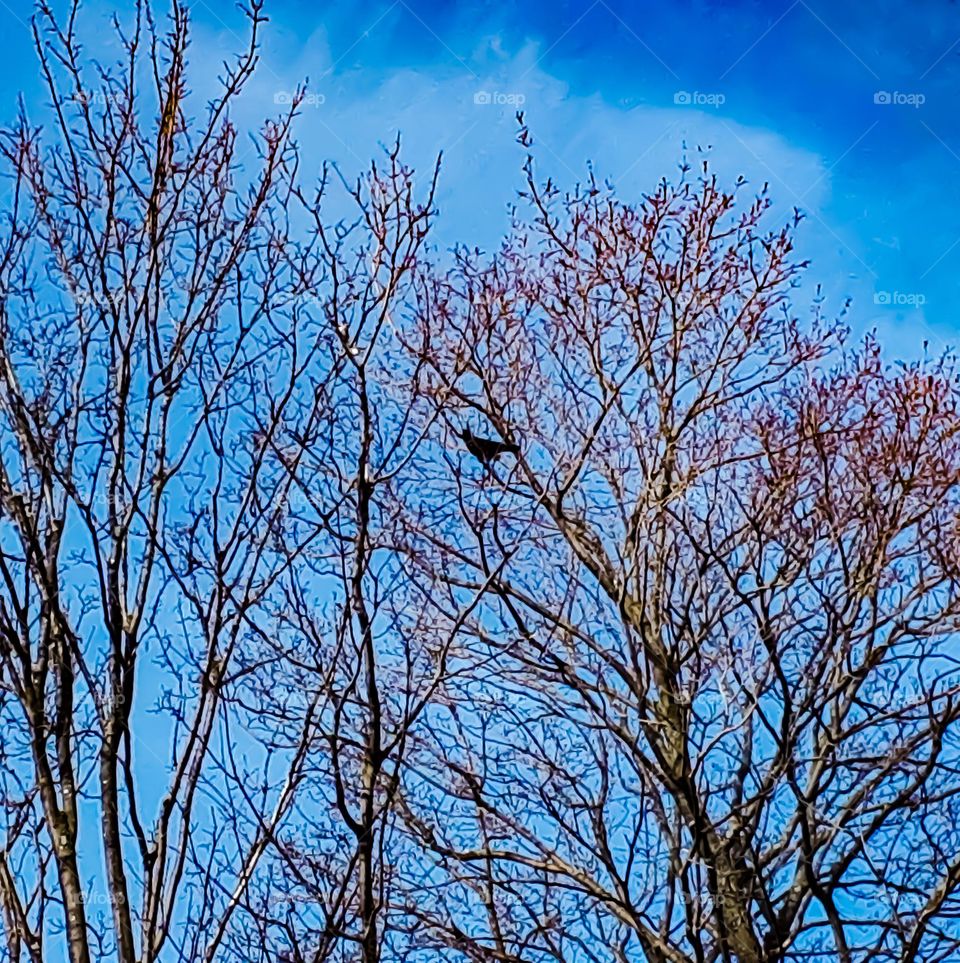 "A bird that rests in a tree is never afraid that the branch will break, because its trust is not in the branch, but in its own wings." (Author Unknown)