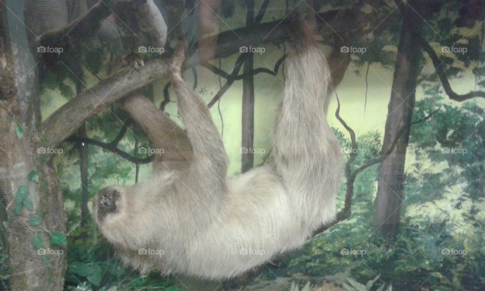 sloth pose