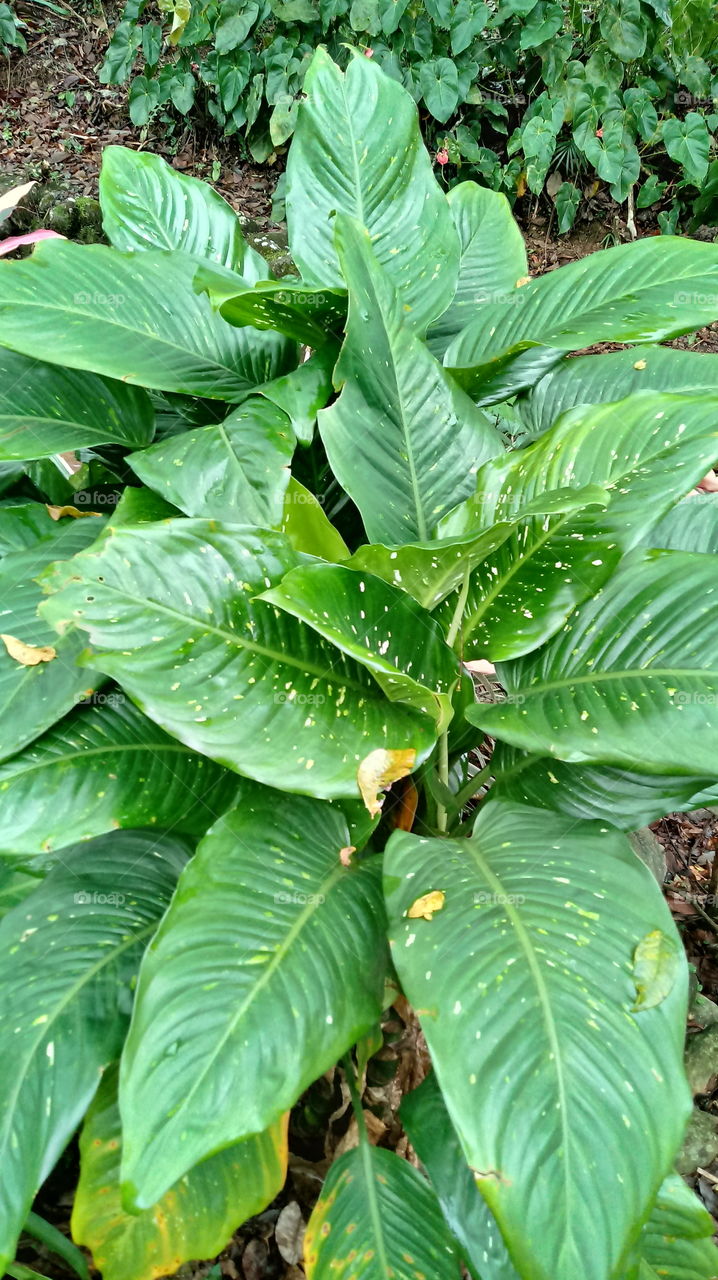 Plantas Jardim Folhagens Zantedeschia albomaculata