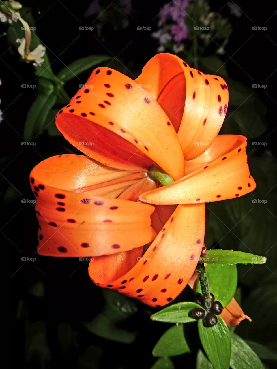 lily in the evening light