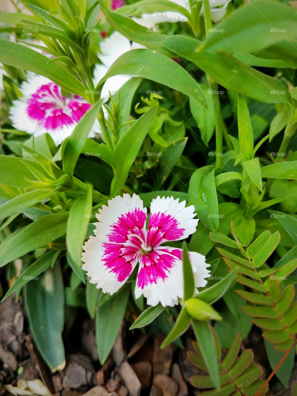 Pink and white bloom