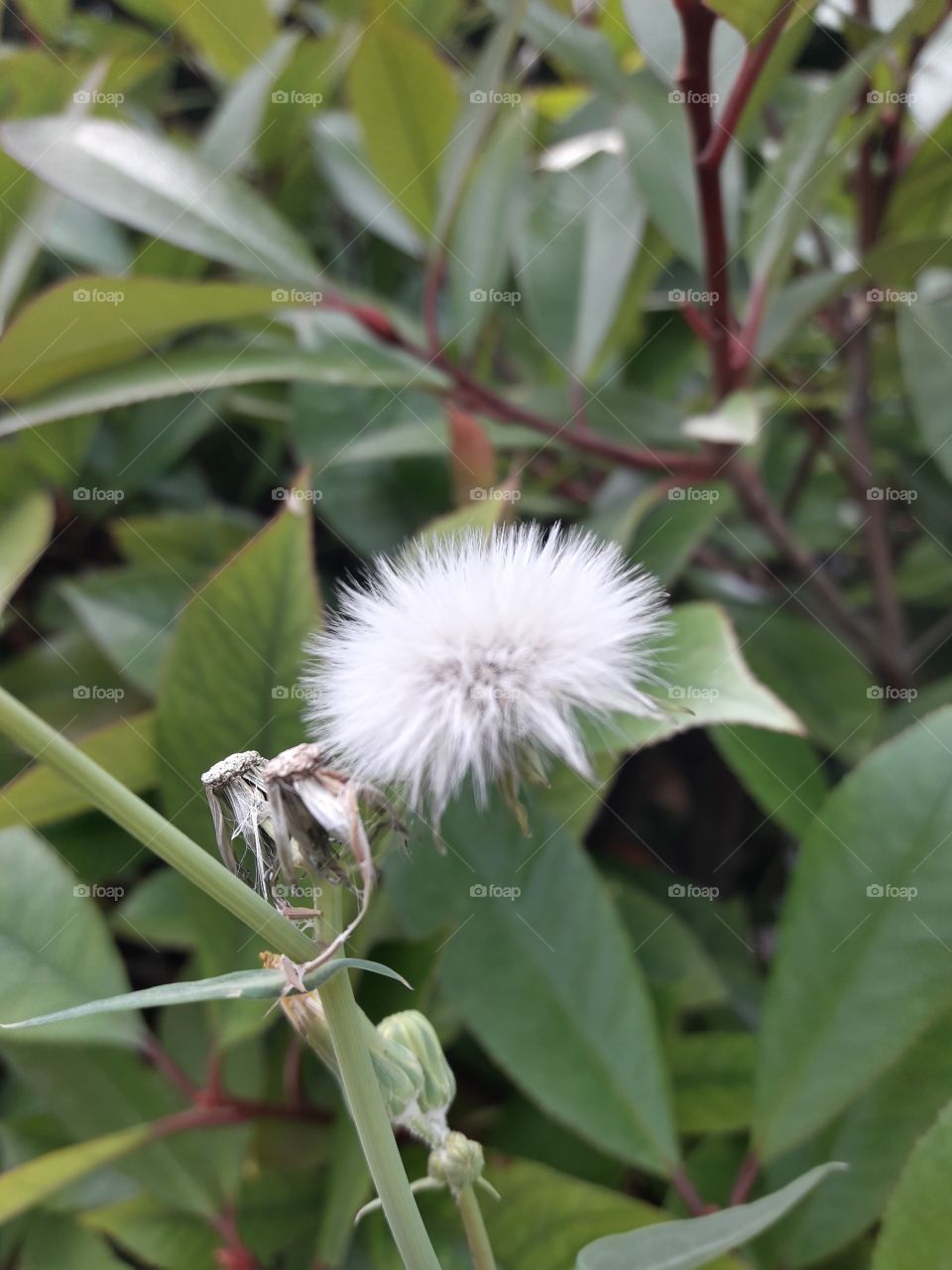 flower in summer