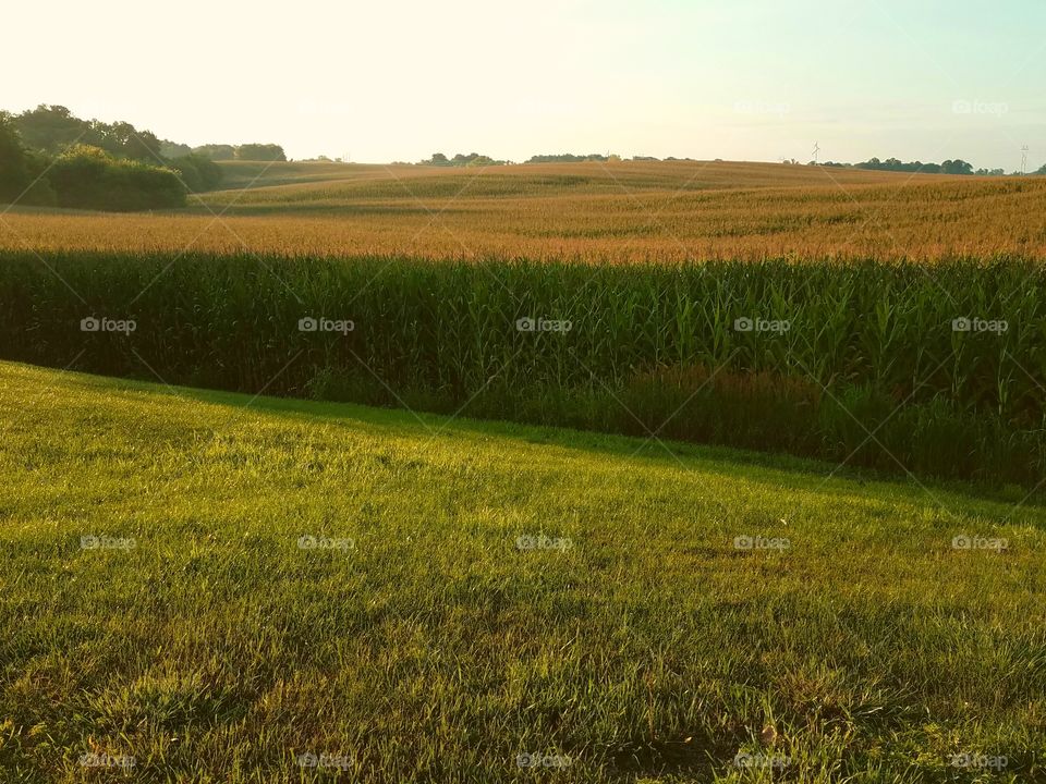 misted corn field
