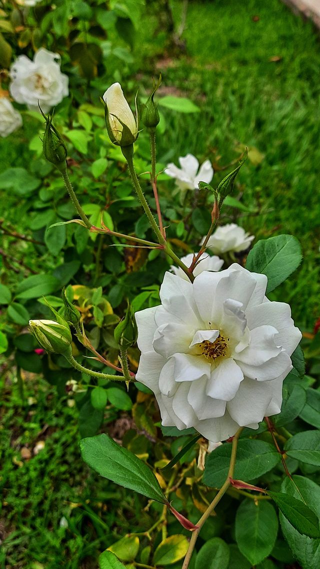 White roses  in the garden,White roses,White,rose,roses,garden,gardening,colorful,botany,plant,blossom,blooming,floral,season,spring,grass,leaf,leaves,nature,landscape,summer,spring, flower
