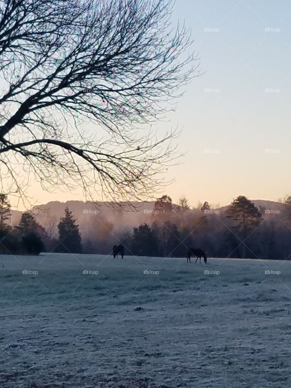 frosty morning