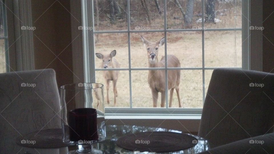 Curious guests. Felt we were being watched...we were right