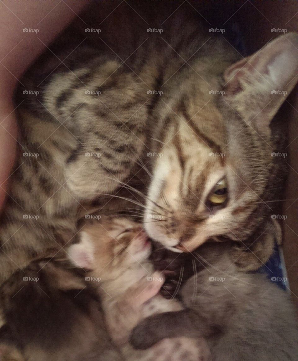 queen and kitten