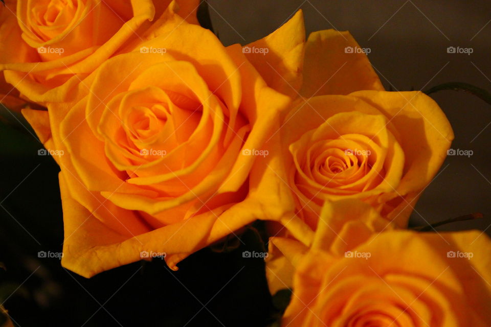 yellow roses macro shot