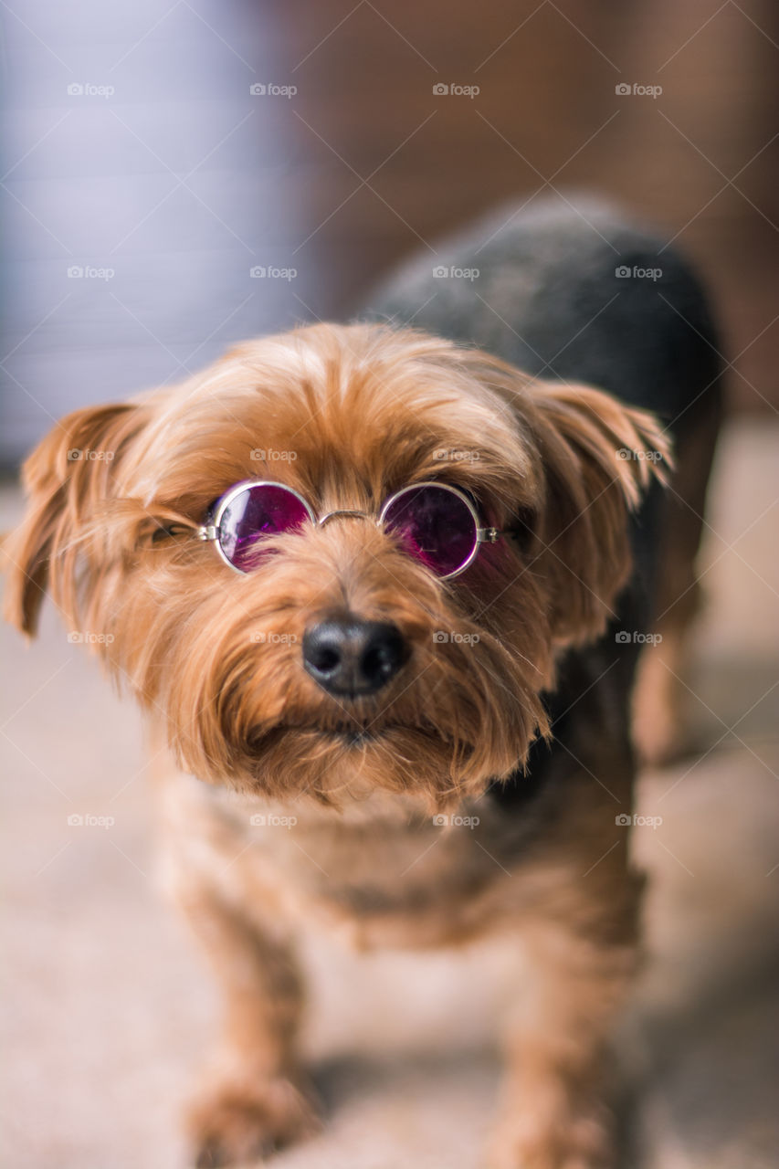 Yorkshire Terrier Wearing John Lennon Glasses