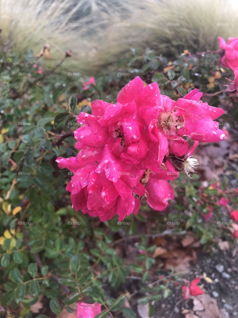 A wild pink beautiful rose with drops of rain and misty dew in each petal on a cool winters morning located in USA, America