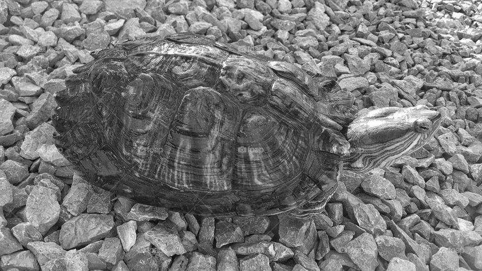 Red Eared Slider In The Sea of Rocks